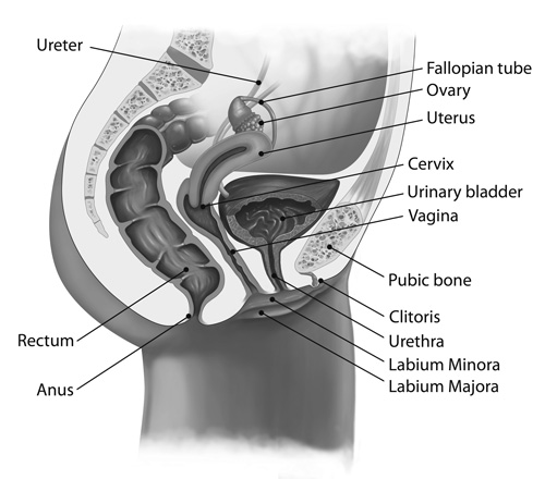 انواع واژن 