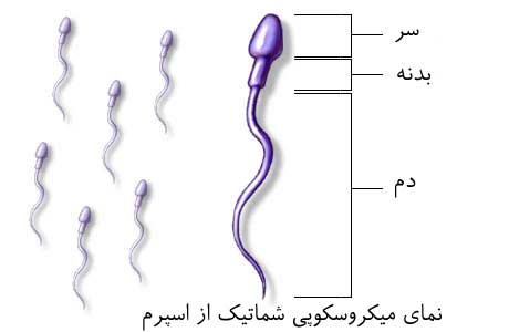 ساختار میکروسکوپی اسپرم