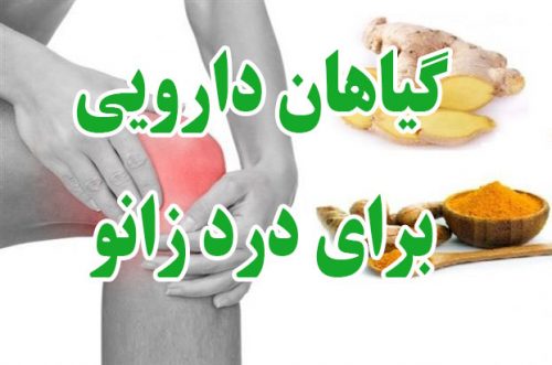 درمان گیاهی زانو درد